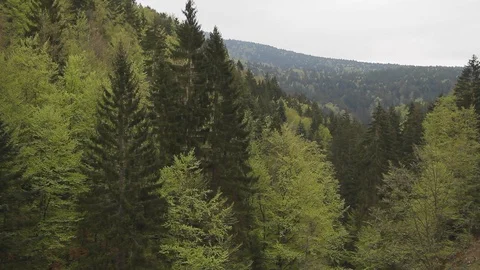 Forest in spring Stock Footage 105222545