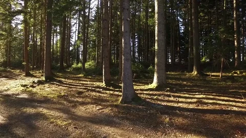 Forest spring Stock Footage 105870158