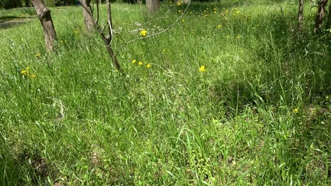 Forest in the spring. Stock Footage 107438966
