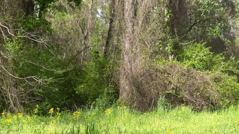 Forest in the spring. Stock Footage 107439615