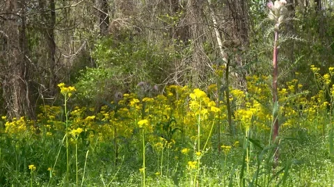 Forest in the spring. Stock Footage 107439715