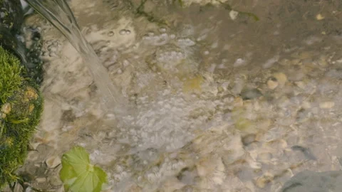 Forest spring Stockbeeldmateriaal 164985993