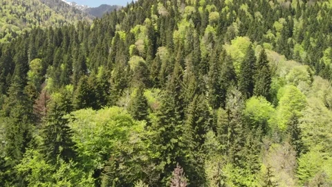 Forest in spring 스톡 동영상 168580010