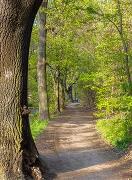 Forest in spring. Fresh young green vibrant leaves background. Curved forest  Stock Photos