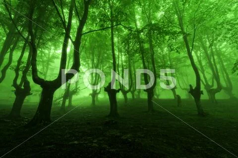 Forest in spring with green fog Stock Photos