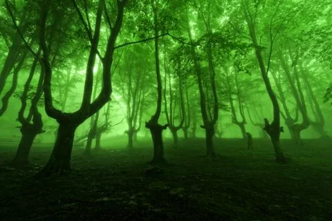 Forest in spring with green fog Stock Photos