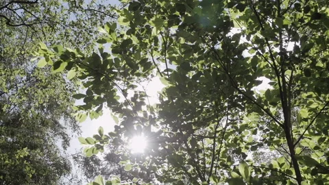 Forest In Spring - Green Foliage Against A Blue Sky - Nature Health Recreation Stock Footage 130748408