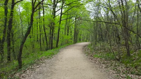 Forest in spring. Green forest in springtime. Walking path in forest. Stock Footage 237560981