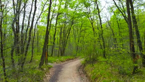 Forest in spring. Green forest in springtime. Walking path in forest. Stock Footage 237560997