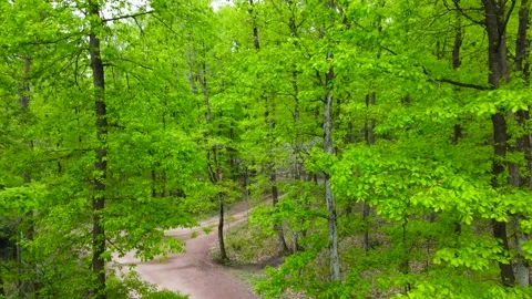 Forest in spring. Green forest in springtime. Walking path in forest. Stock Footage 237561010