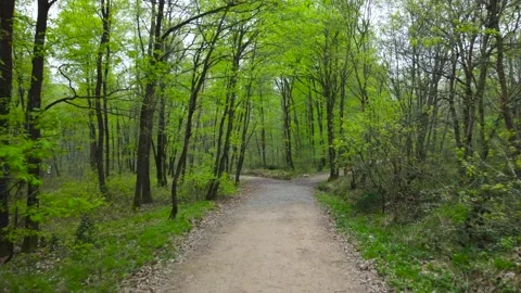 Forest in spring. Green forest in springtime. Walking path in forest. Stock Footage 237561039