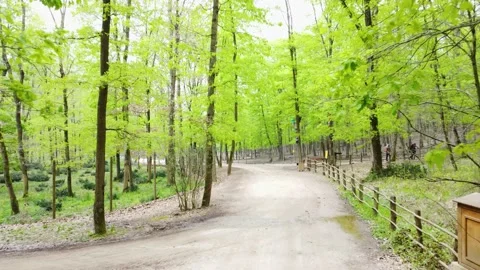 Forest in spring. Green forest in springtime. Walking path in forest. Stock Footage 237561104