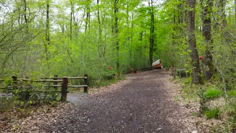 Forest in spring. Green forest in springtime. Walking path in forest. Stock Footage 237561247