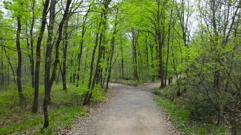 Forest in spring. Green forest in springtime. Walking path in forest. Stock Footage 237561284