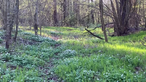 Forest in spring, green fresh grass, glades with snowdrops, trees Stock Footage 221147265
