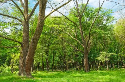 Forest in spring with green trees and bright day. Stock-Fotos