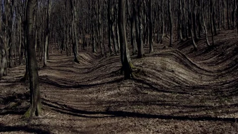 Forest in spring. Grey, brown trees and grass. Stock Footage 226557599