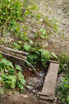 Forest spring on the hillside Stock Photos