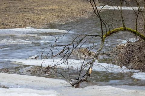 Forest spring landscape of the river with ice floes Stock Photos