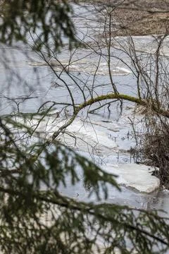 Forest spring landscape of the river with ice floes Stock Photos