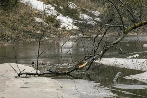Forest spring landscape of the river with ice floes Stock Photos