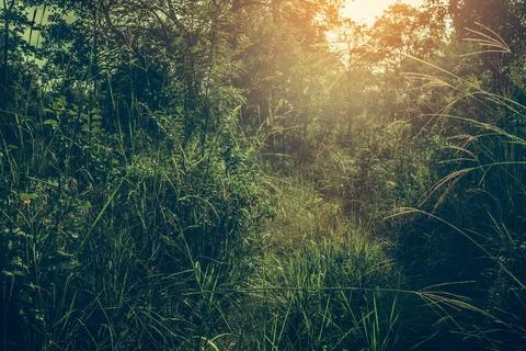 Forest spring landscape sunlight shining through the forest trees. Stock Photos