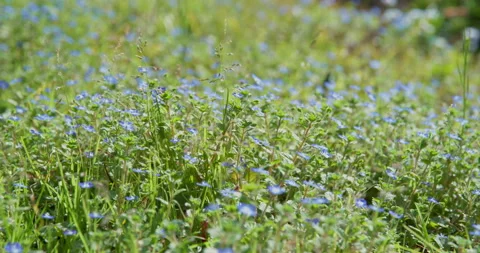 Forest spring meadow with green grass and blue small flowers Veronica chamaedrys Video stock 241463801