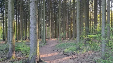 Forest in spring nature Stock Footage 130330301