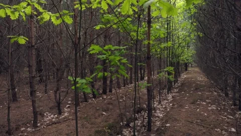 Forest, spring, Oak, young trees, brown tones, medium plan Stock Footage 145677138