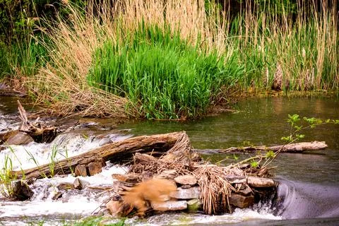 Forest spring or river flow landscape, calm nature background Stock-Fotos
