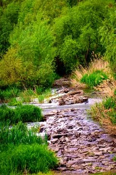 Forest spring or river flow landscape, calm nature background Stock Photos