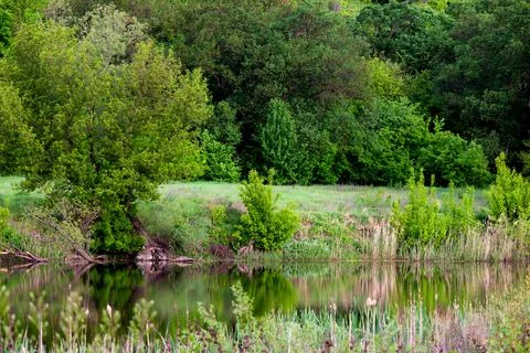 Forest spring or river flow landscape, calm nature background Stock-Fotos