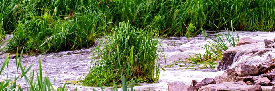 Forest spring or river flow landscape, calm nature background Stock-Fotos
