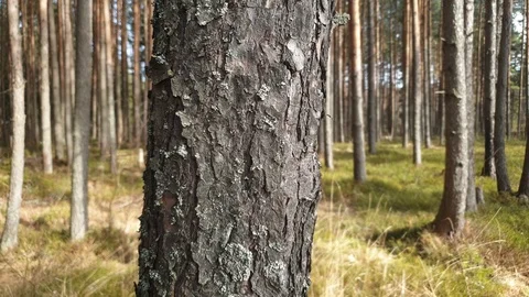 The forest in the spring period of the year. Trees in the forest in spring. Stock Footage 105808572