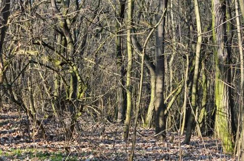 Forest in spring Stock Photos