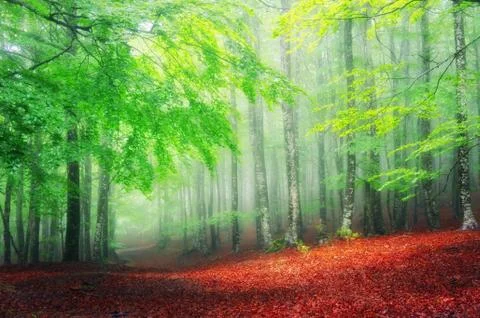 Forest in spring Stock Photos