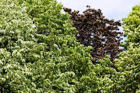 Forest in the spring Stock Photos
