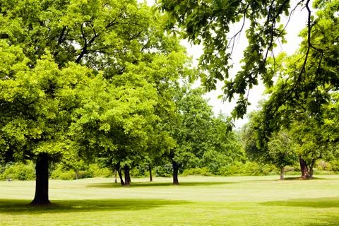 Forest in the spring Stock Photos