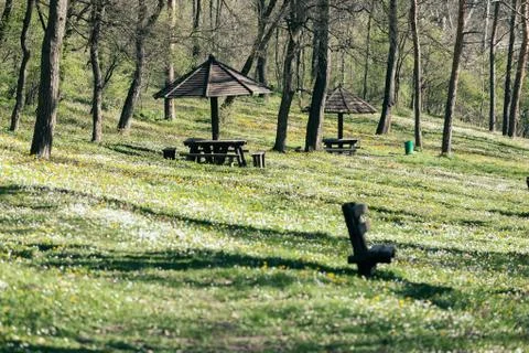 Forest in the spring Stock Photos