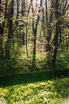 Forest in the spring Stock Photos