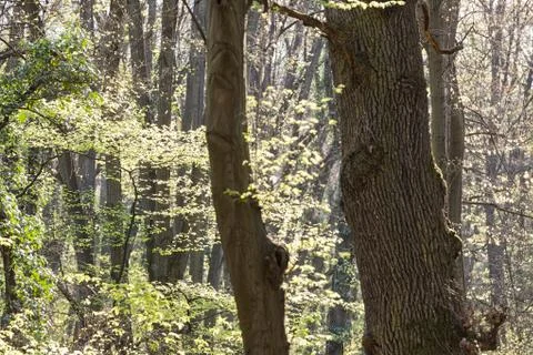 Forest in the spring Stock Photos