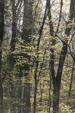 Forest in the spring Stock Photos