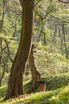 Forest in the spring Foto stock