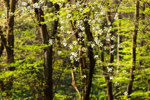 Forest in the spring Stock Photos