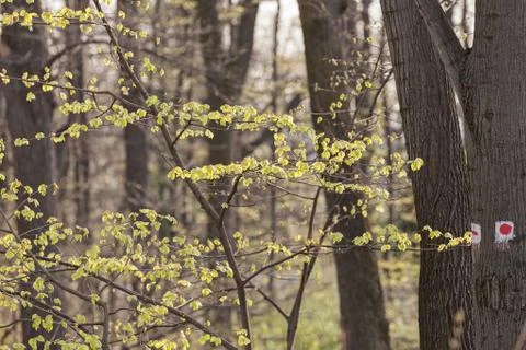 Forest in the spring Stock Photos