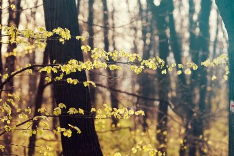 Forest in the spring Stock Photos