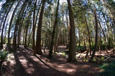 Forest in spring Stock Photos