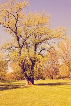 Forest in the spring Free Stock Photos