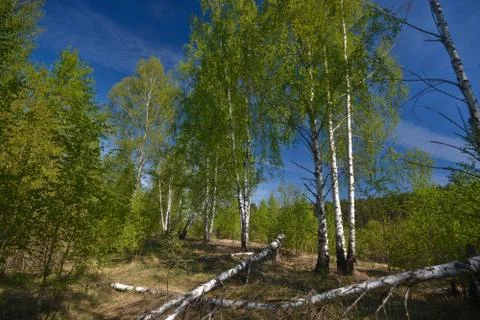 Forest in the spring. Stock Photos