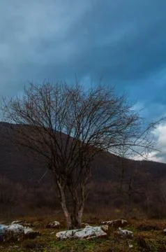 Forest in the spring Stock Photos